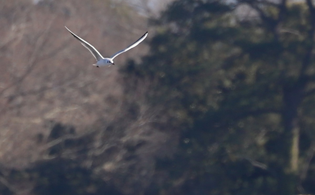 Mouette rieuse - ML629057257