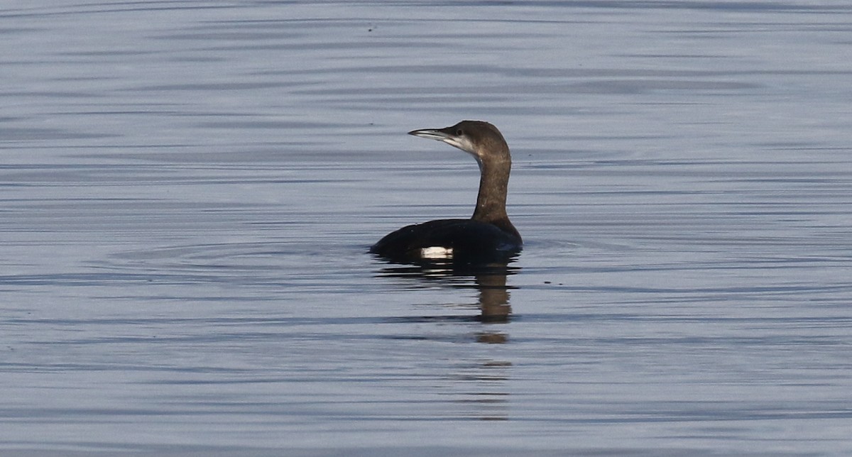 Arctic Loon - ML629057260