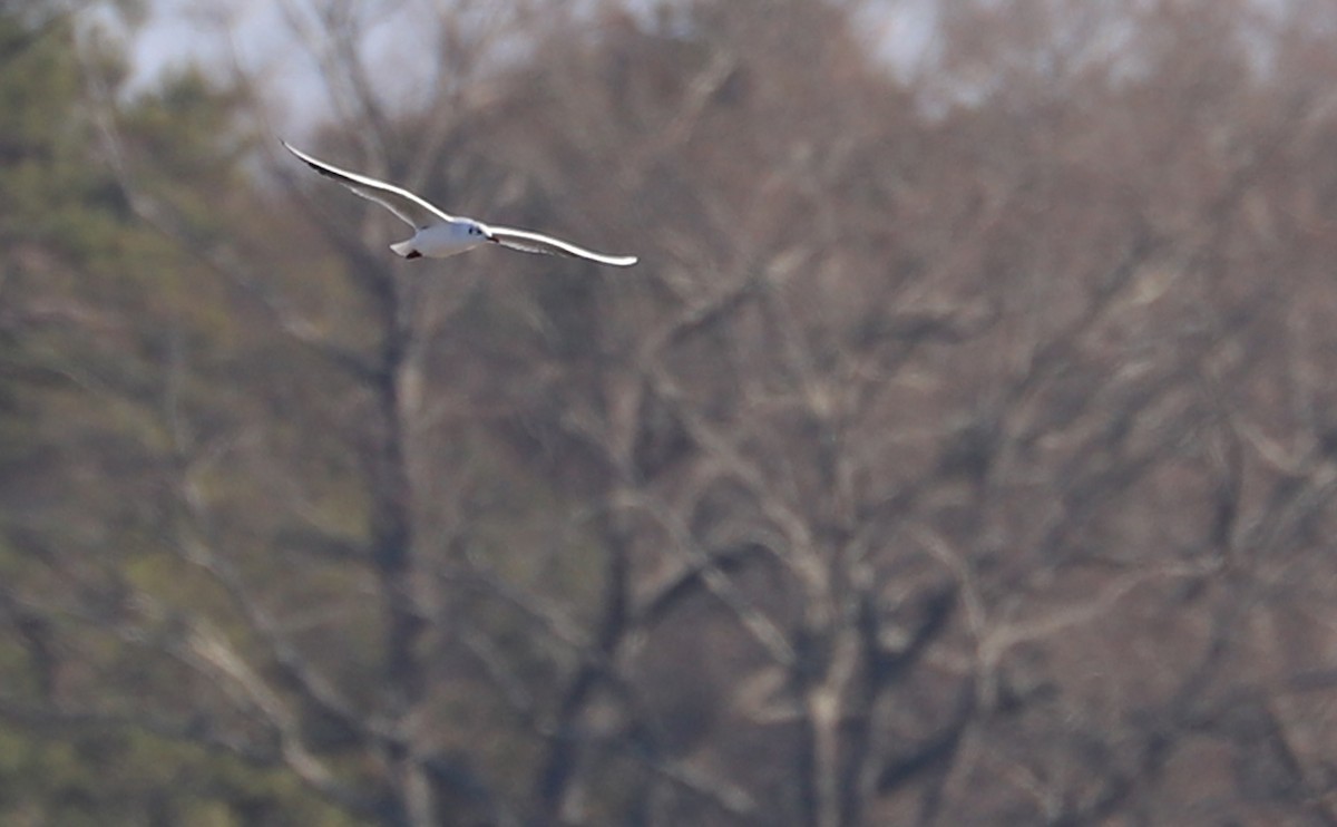 Mouette rieuse - ML629057269