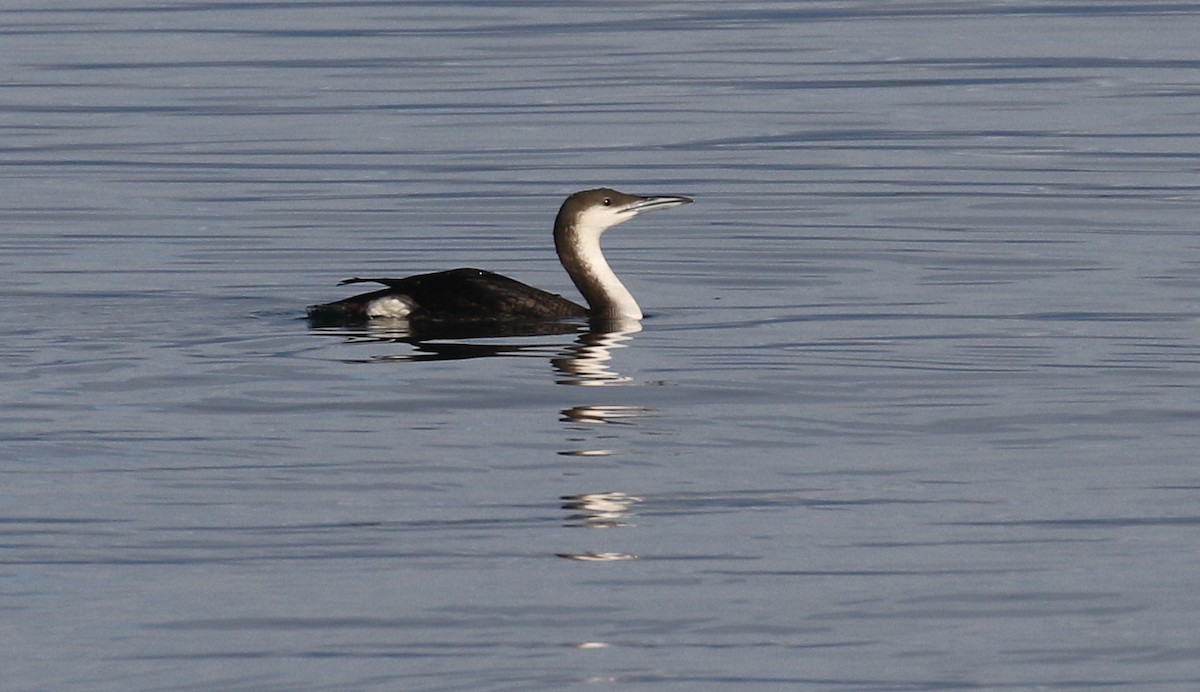 Arctic Loon - ML629057270