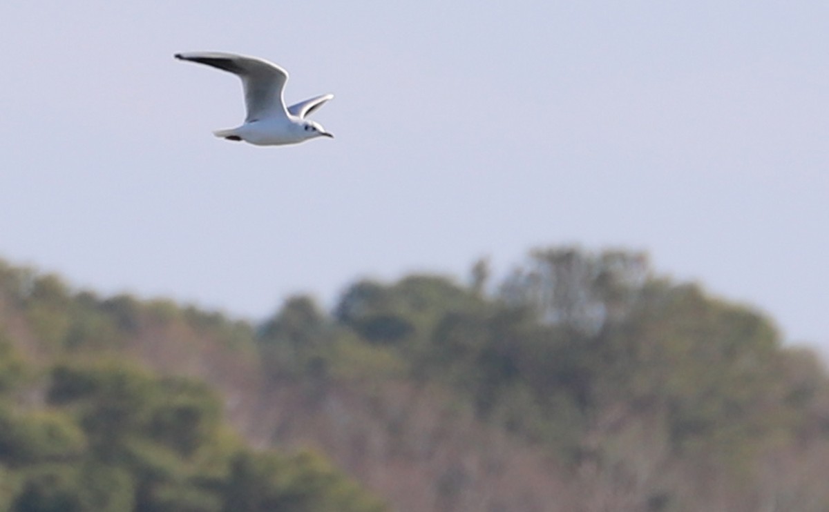 Mouette rieuse - ML629057272