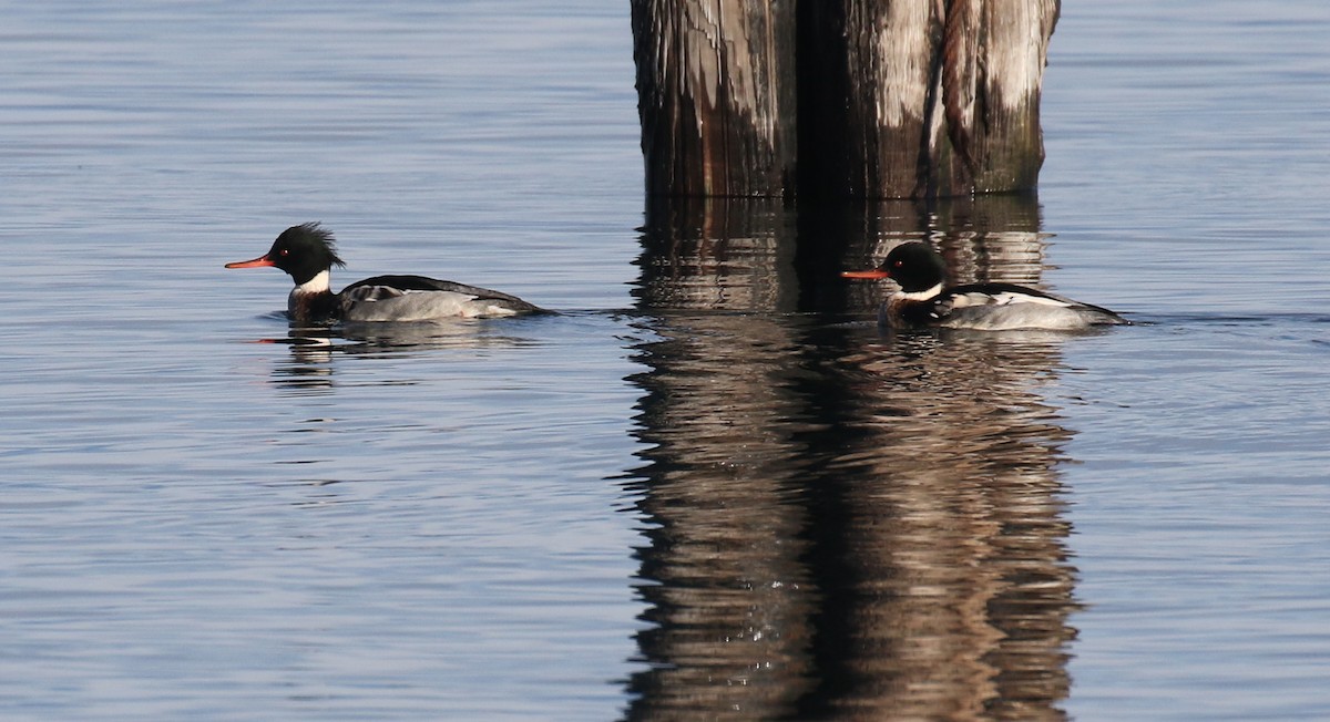 Red-breasted Merganser - ML629057279