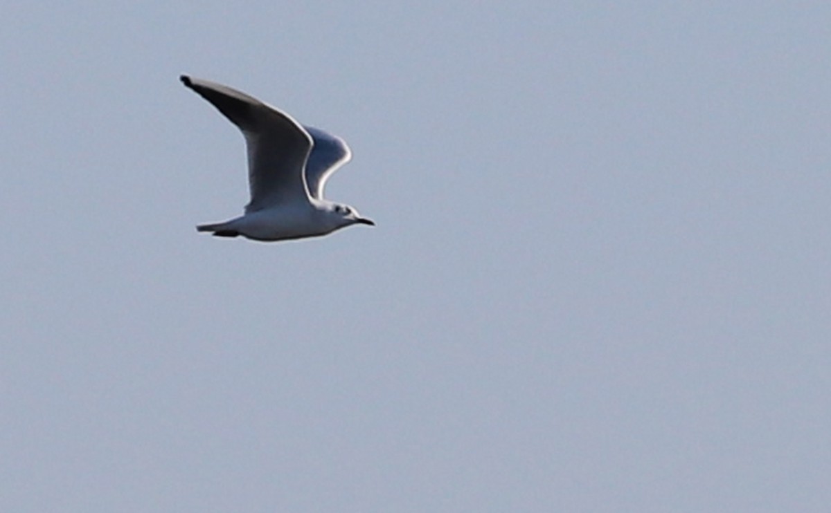 Mouette rieuse - ML629057286