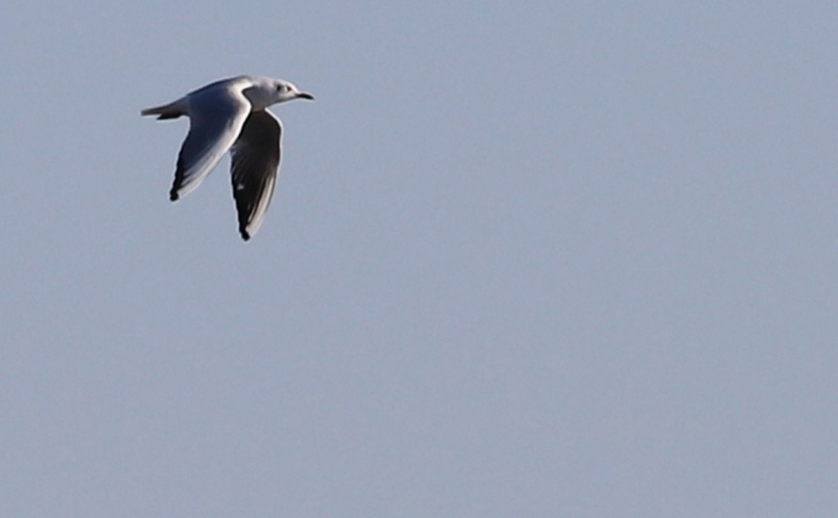 Mouette rieuse - ML629057294