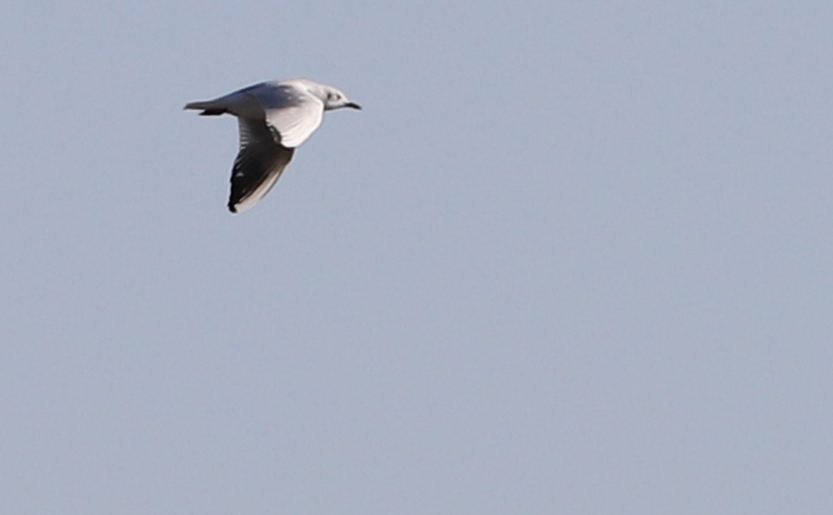 Mouette rieuse - ML629057300