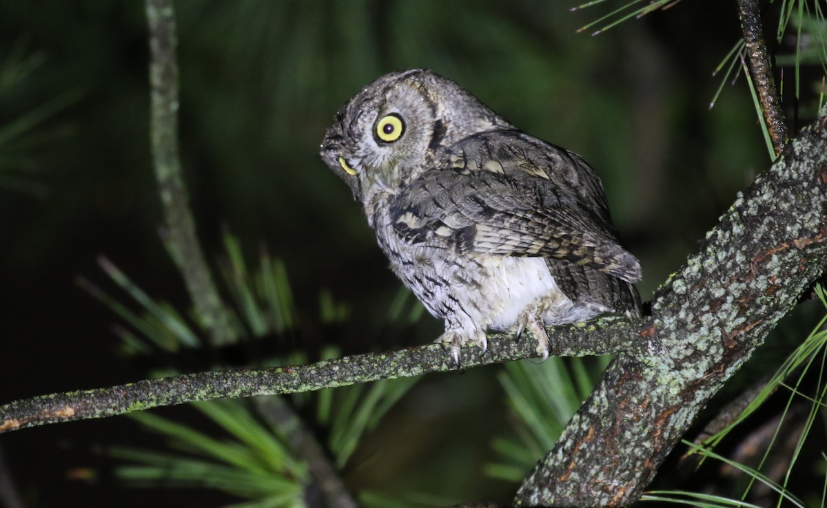 Western Screech-Owl - ML629057332