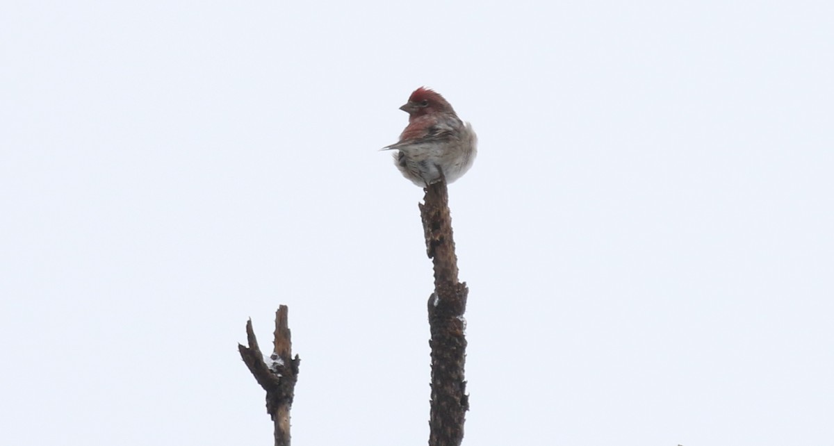 Cassin's Finch - ML629057382