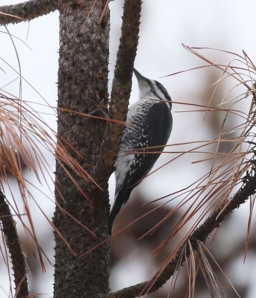 Black-backed Woodpecker - ML629057420