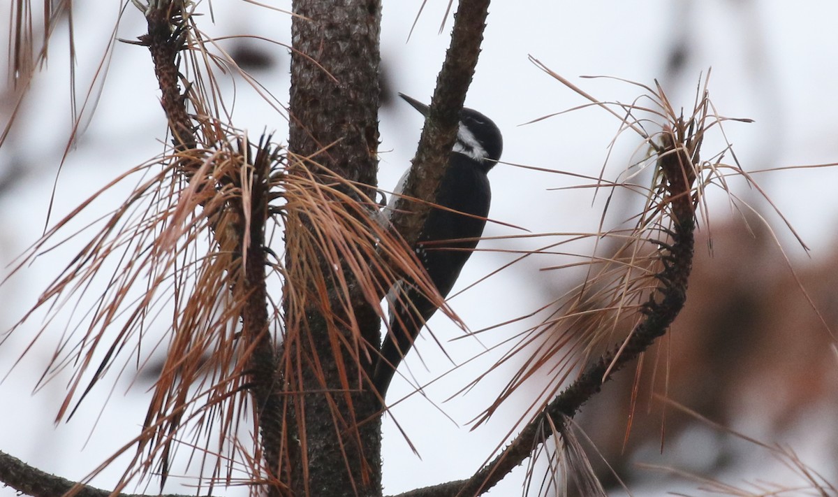 Black-backed Woodpecker - ML629057421