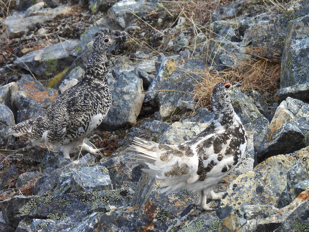 White-tailed Ptarmigan - ML629057530