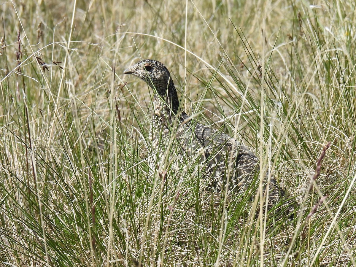 Rock Ptarmigan - ML629057537