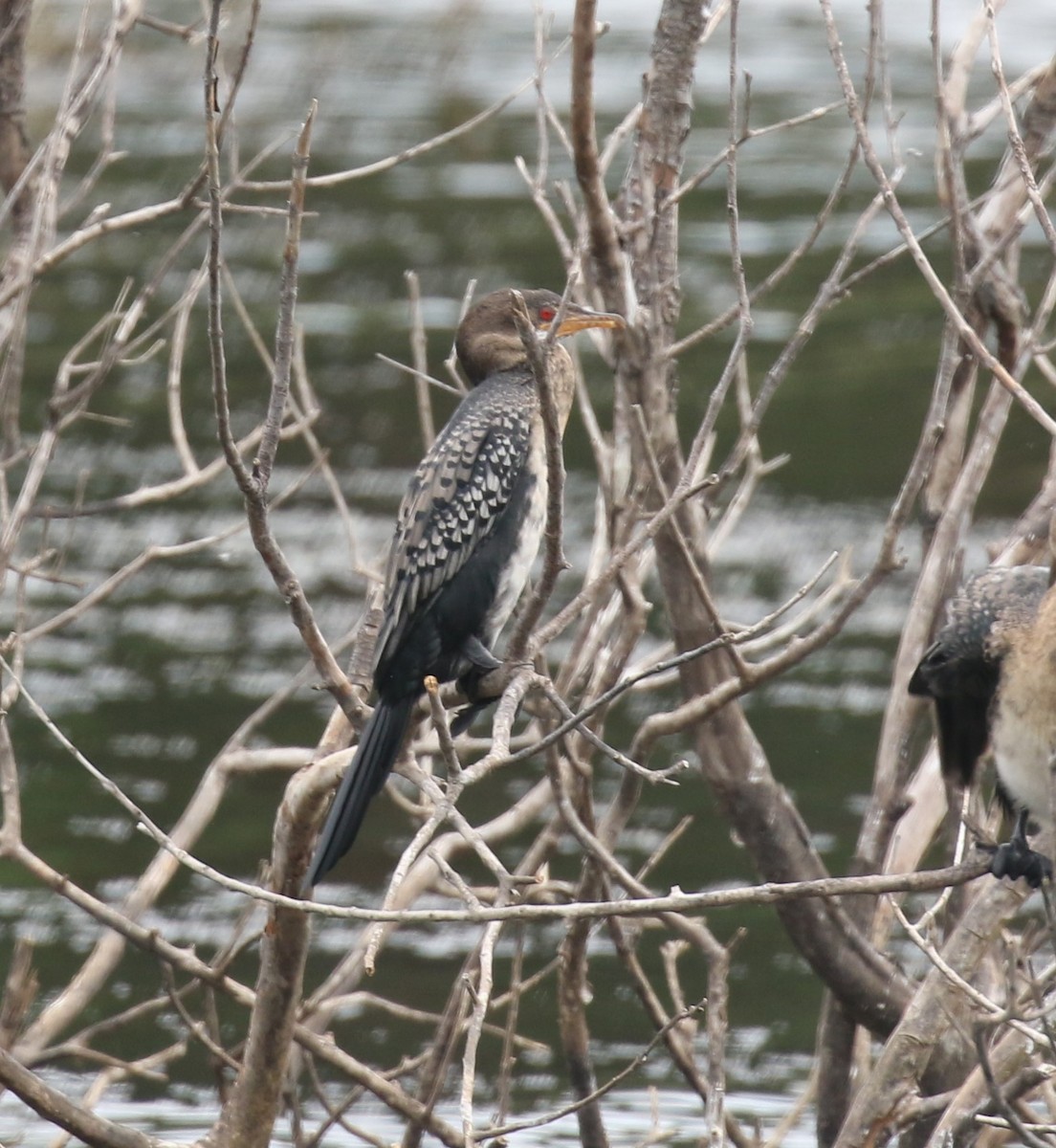 Reed Cormorant - ML629057543