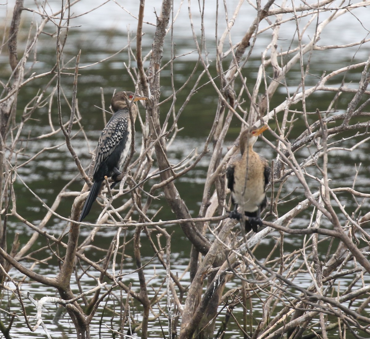 Reed Cormorant - ML629057544