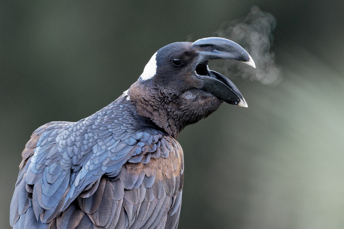 Thick-billed Raven - ML629057565