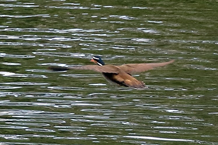 Sungrebe - ML629057621