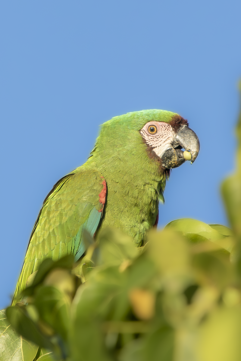 Chestnut-fronted Macaw - ML629057637