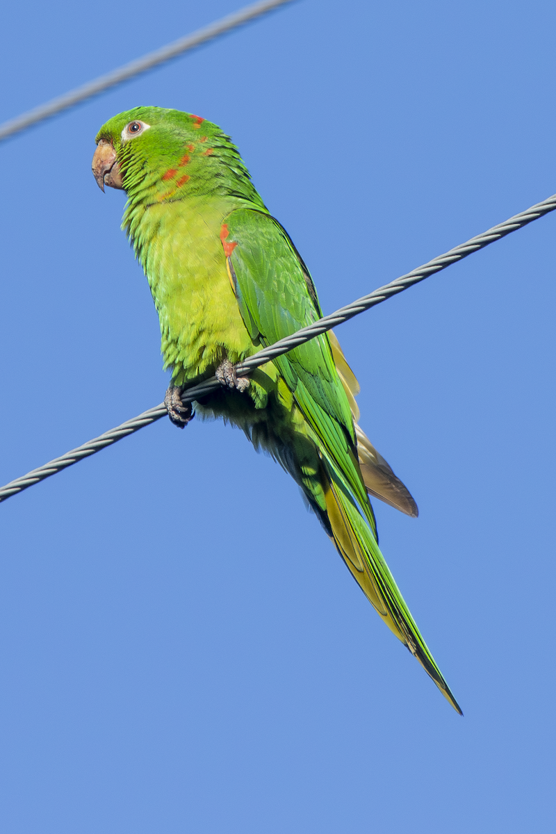 White-eyed Parakeet - ML629057667