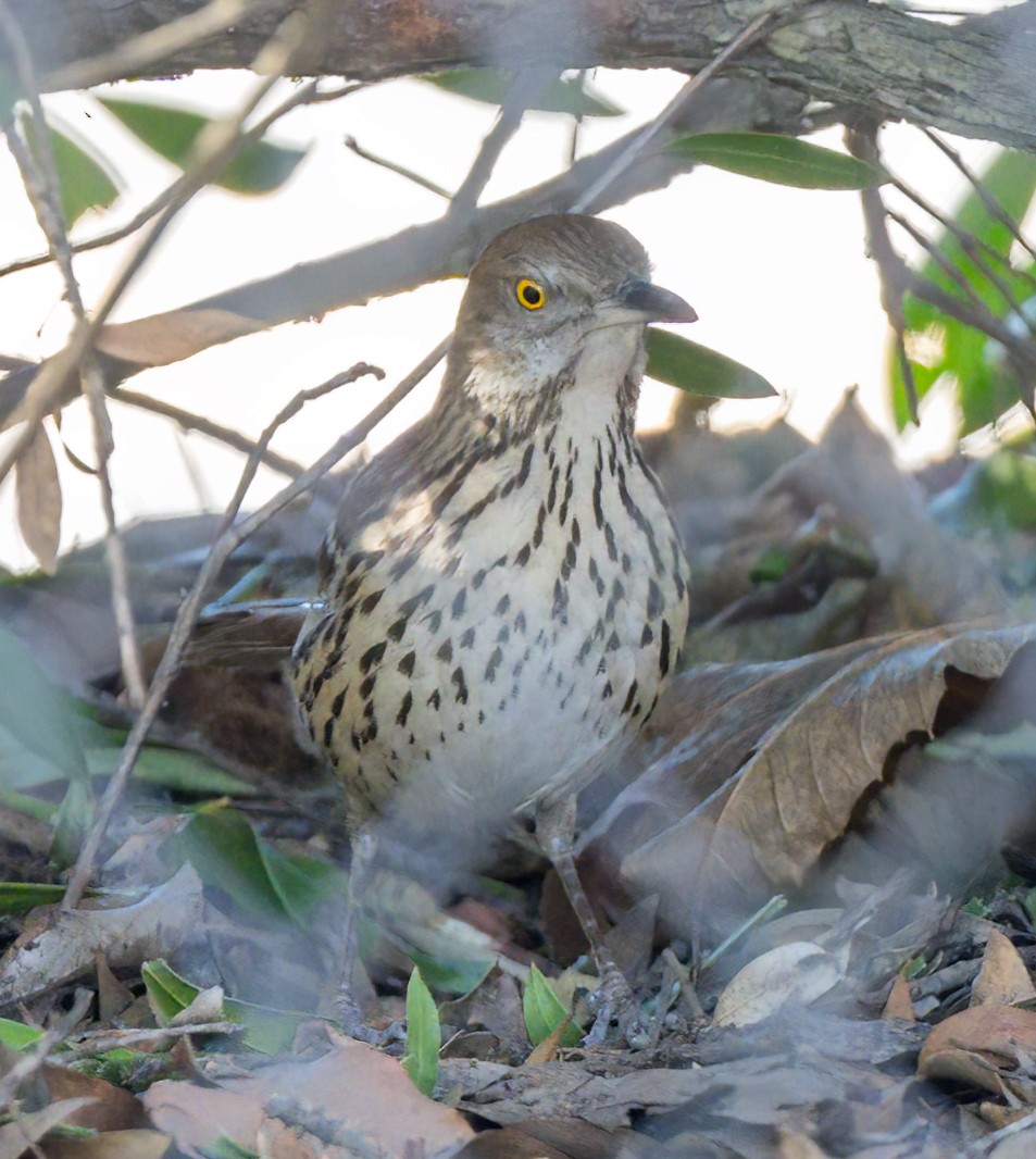 Brown Thrasher - ML629057681