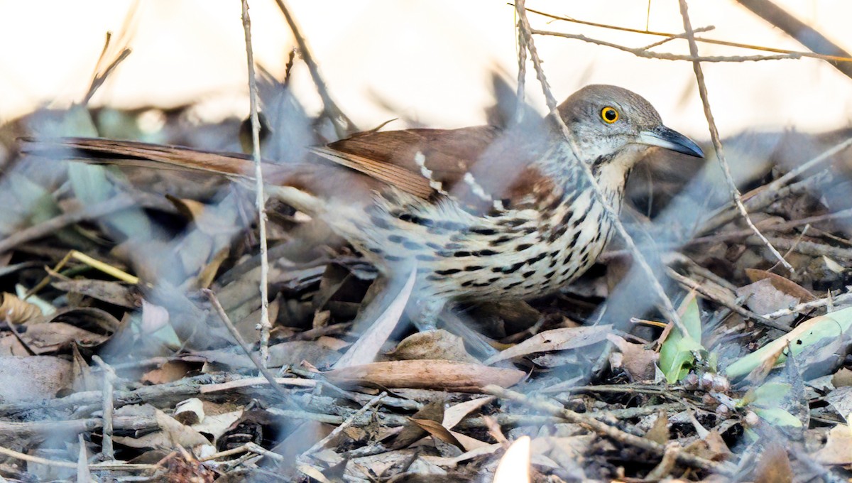 Brown Thrasher - ML629057682