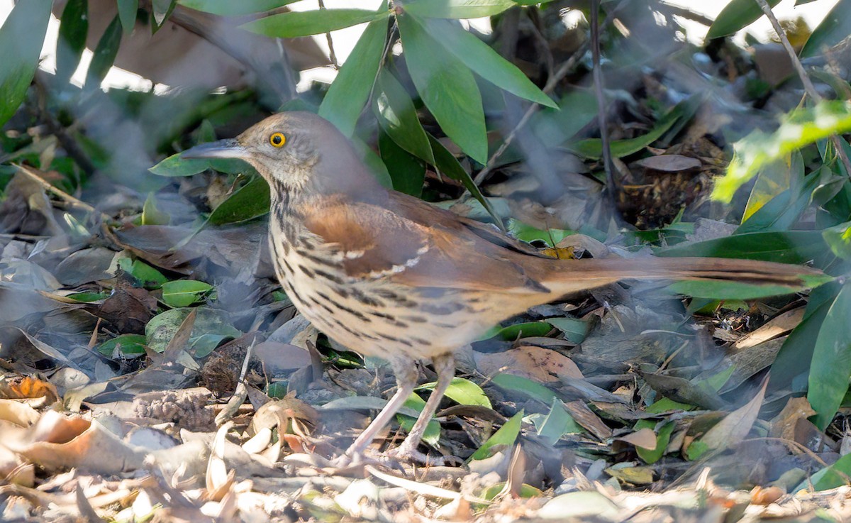 Brown Thrasher - ML629057683