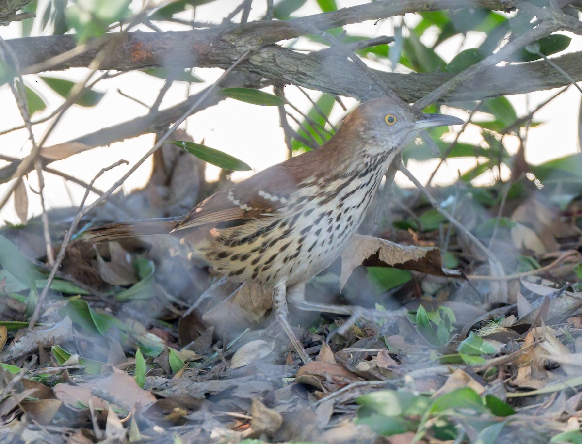 Brown Thrasher - ML629057684