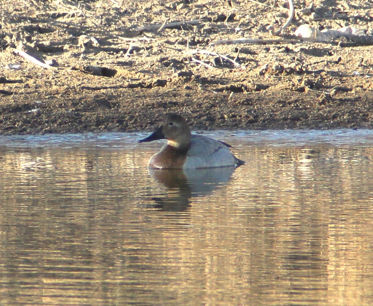 Canvasback - ML629057706