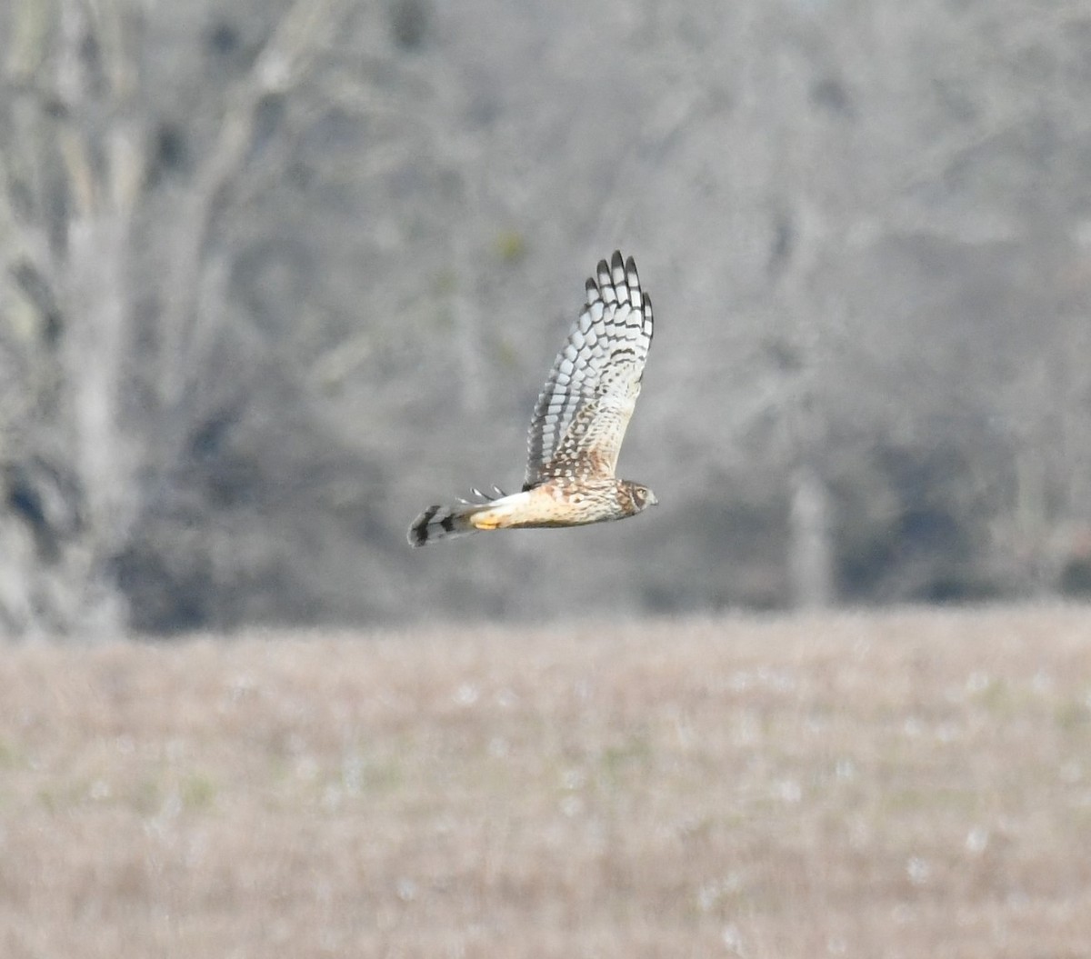 Northern Harrier - ML629057783