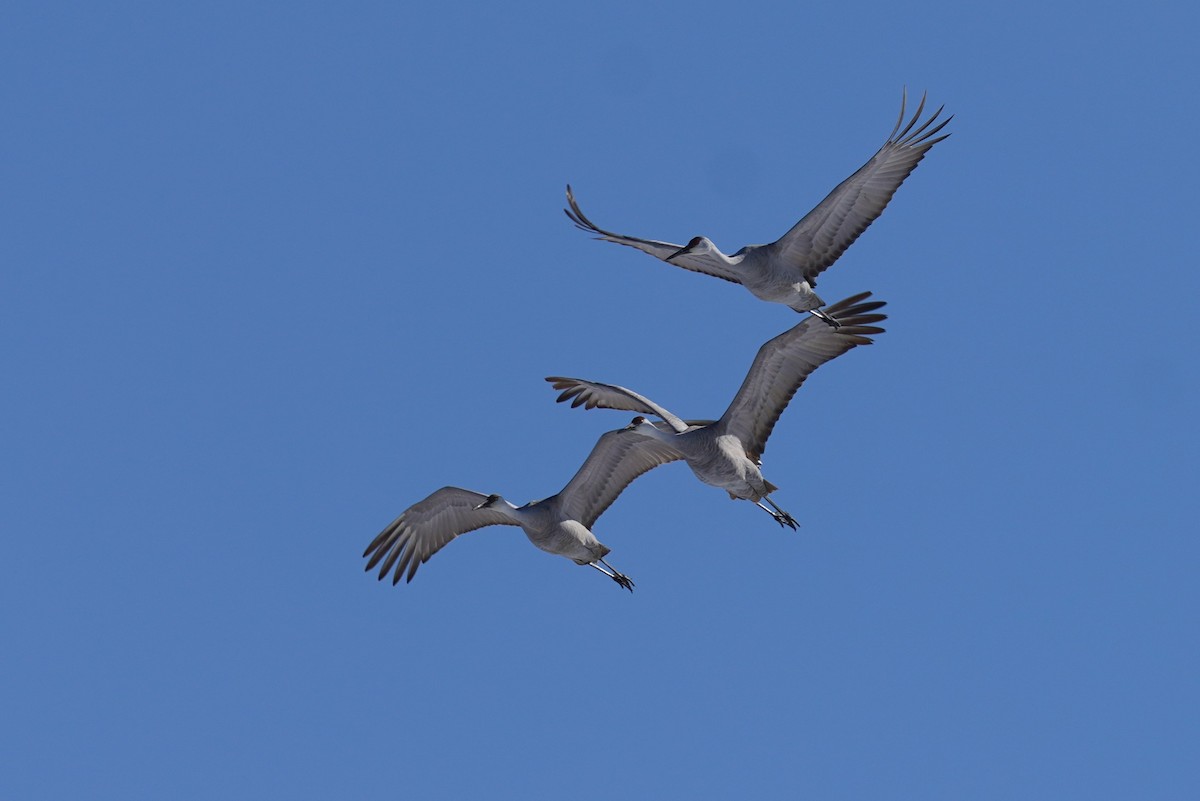 Grulla Canadiense - ML629057819