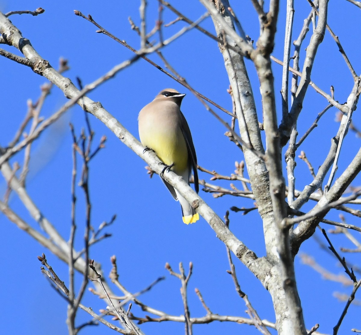Cedar Waxwing - ML629057828