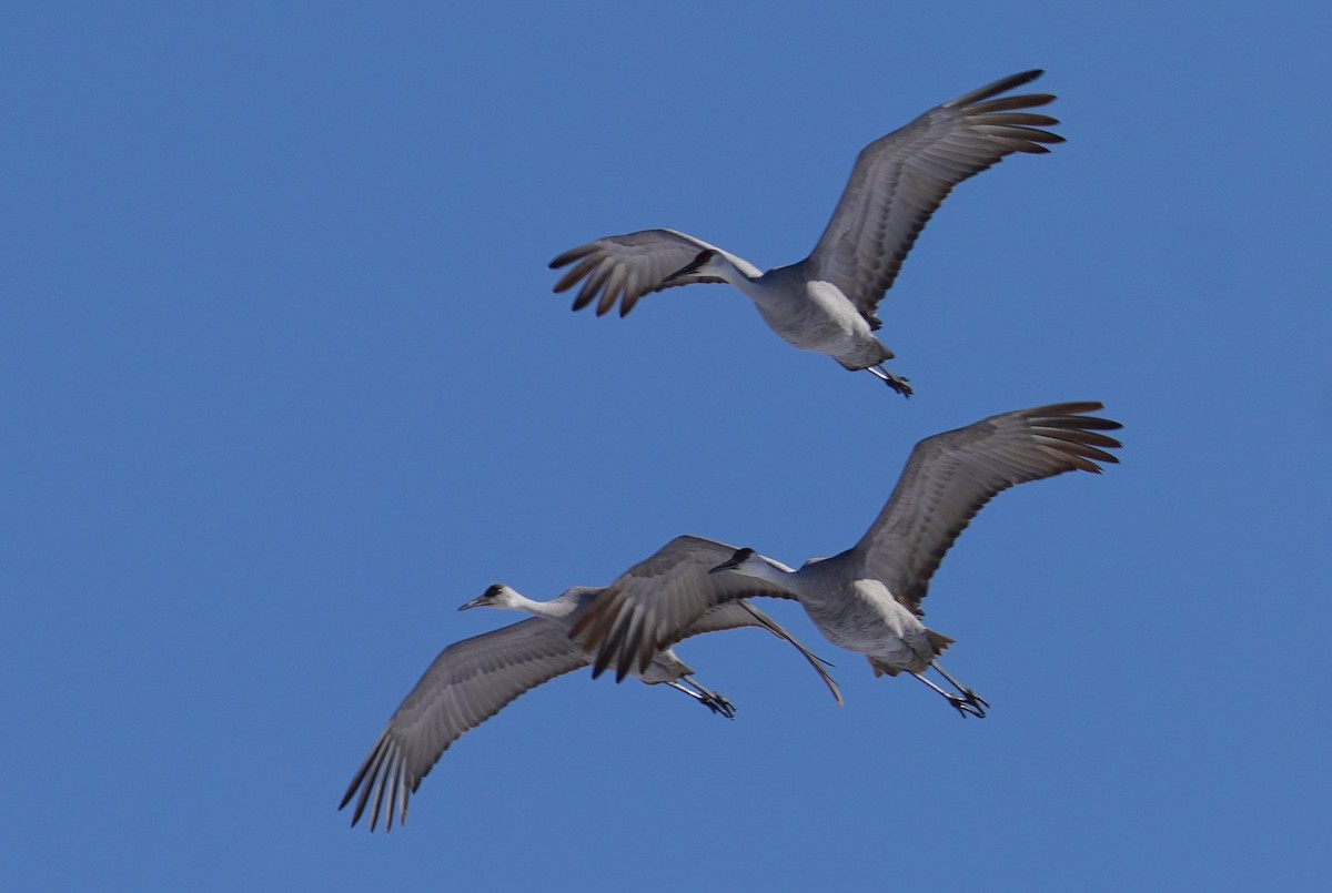 Grulla Canadiense - ML629057829