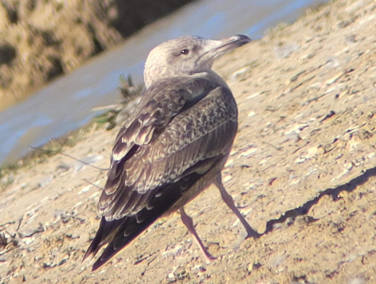 American Herring Gull - ML629057971