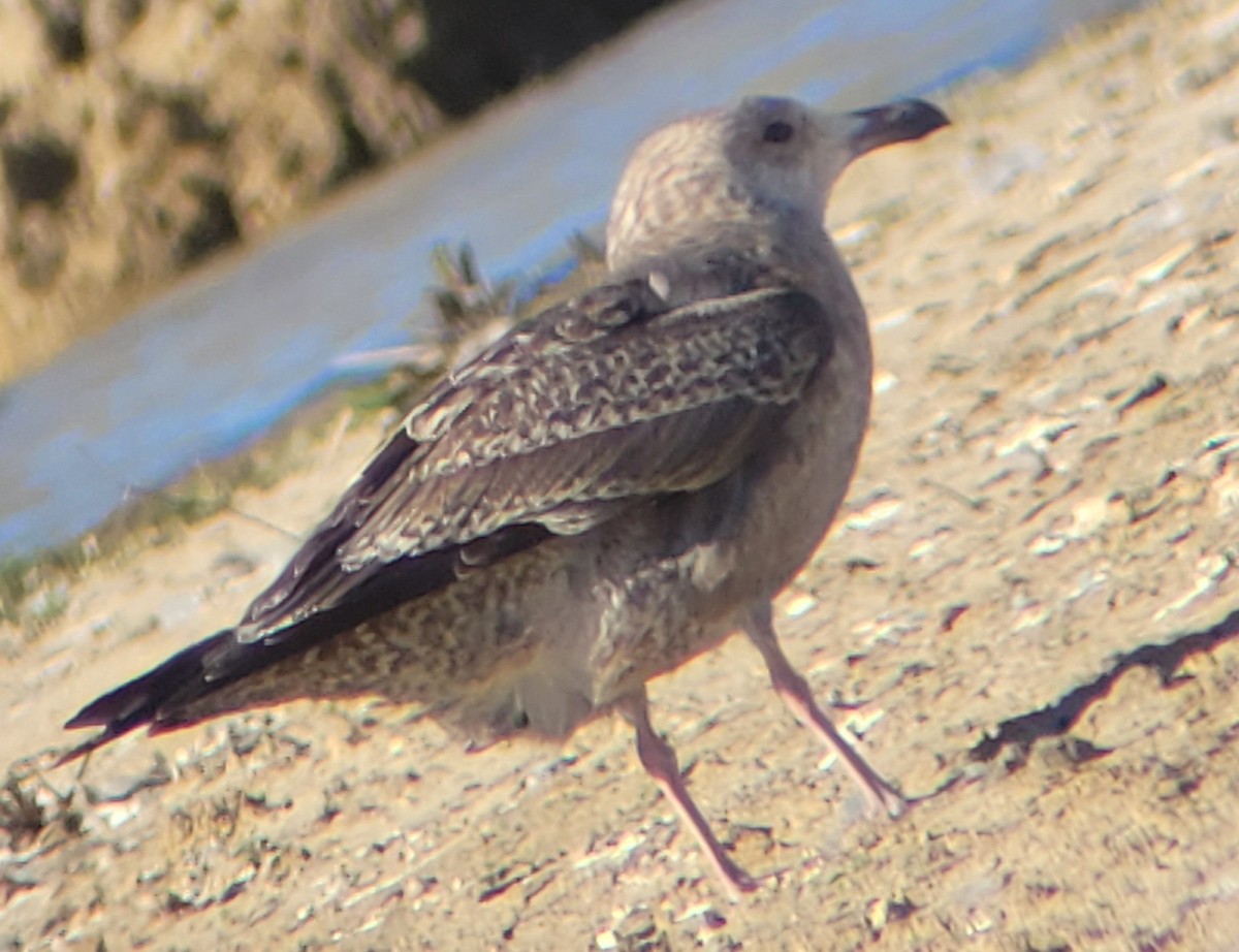 American Herring Gull - ML629057972