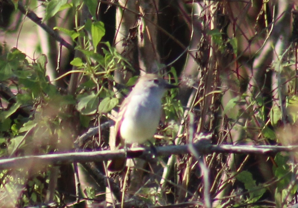 Ash-throated Flycatcher - ML629057978