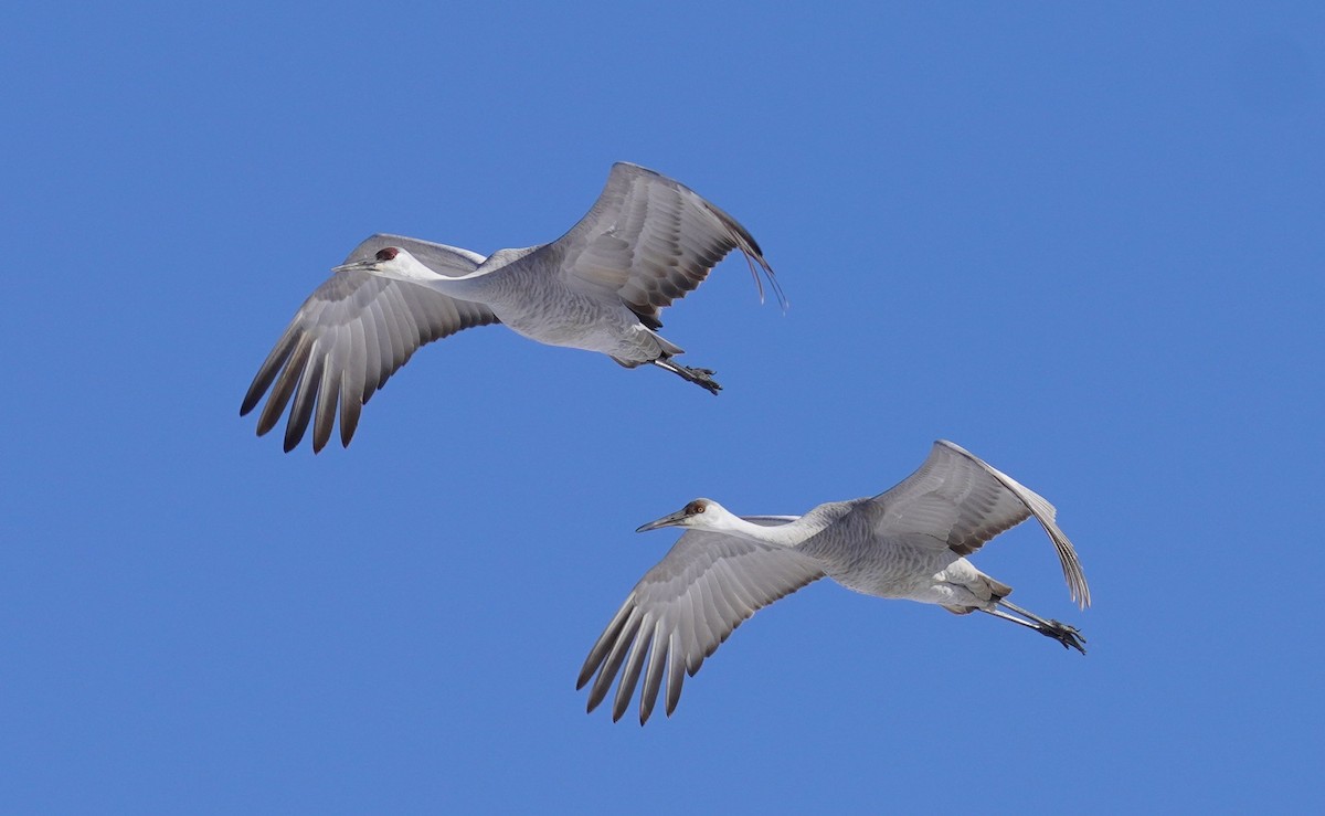 Grulla Canadiense - ML629057979