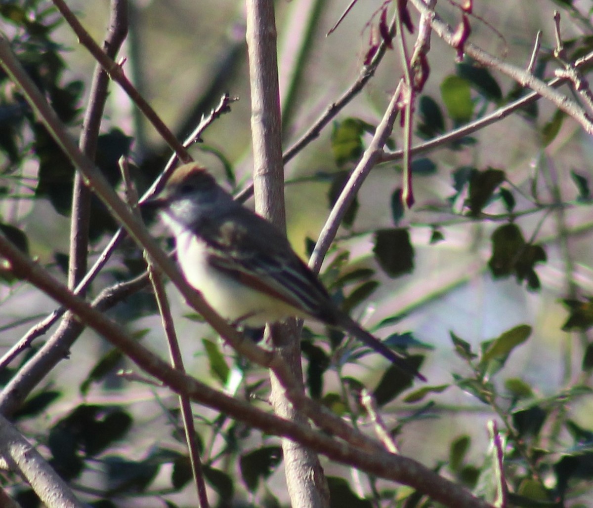 Ash-throated Flycatcher - ML629057992