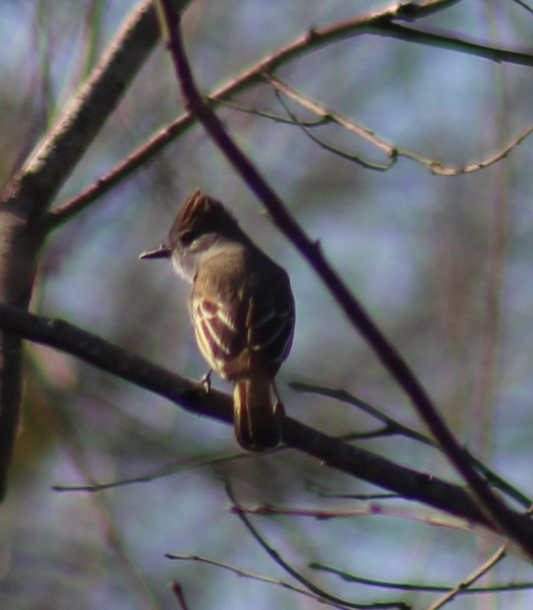 Ash-throated Flycatcher - ML629057993