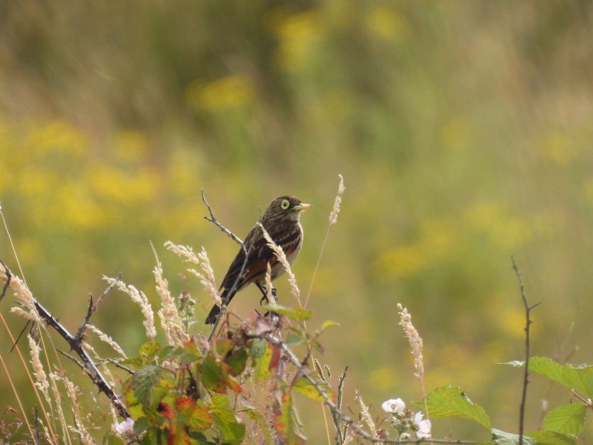 Spectacled Tyrant - ML629058017