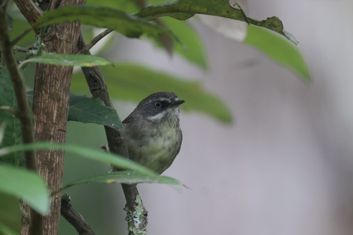 White-browed Scrubwren - ML629058019