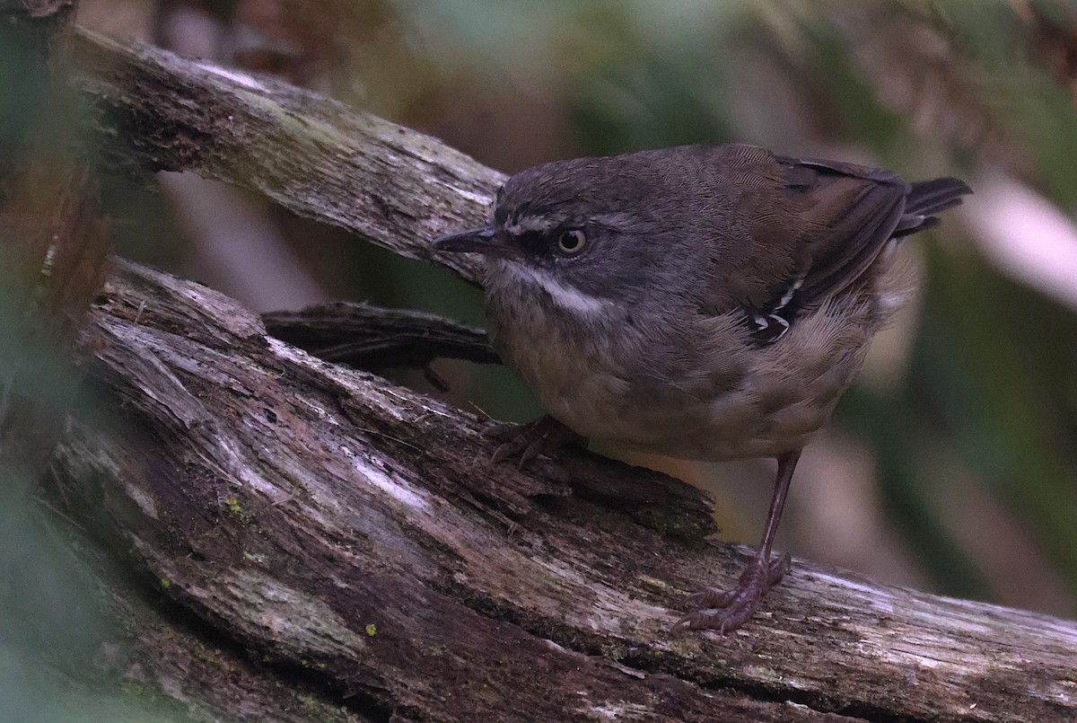 White-browed Scrubwren - ML629058047