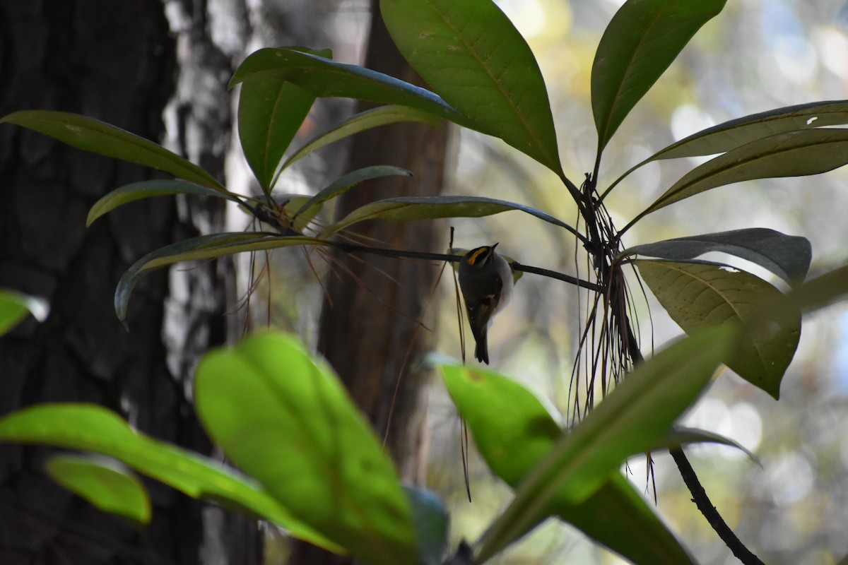 Golden-crowned Kinglet - ML629058049