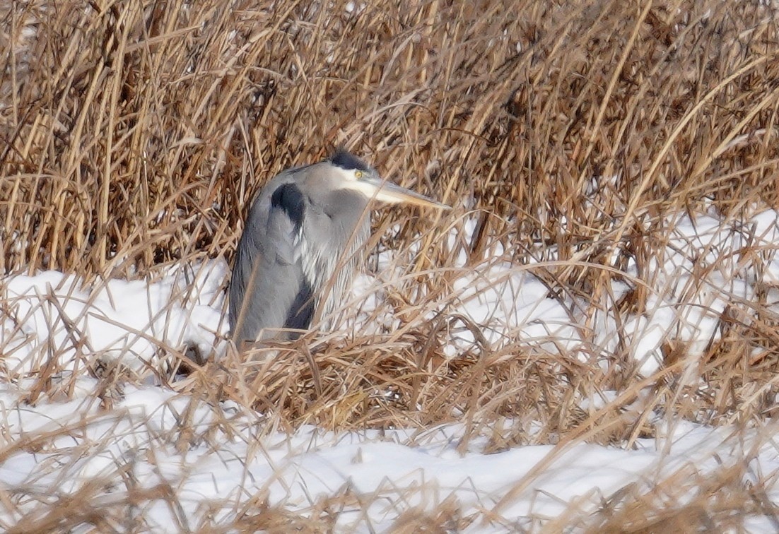 Garza Azulada - ML629058059