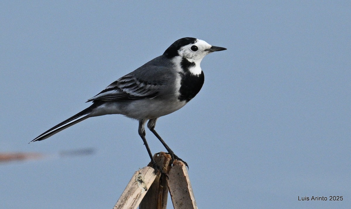 White Wagtail - ML629058063
