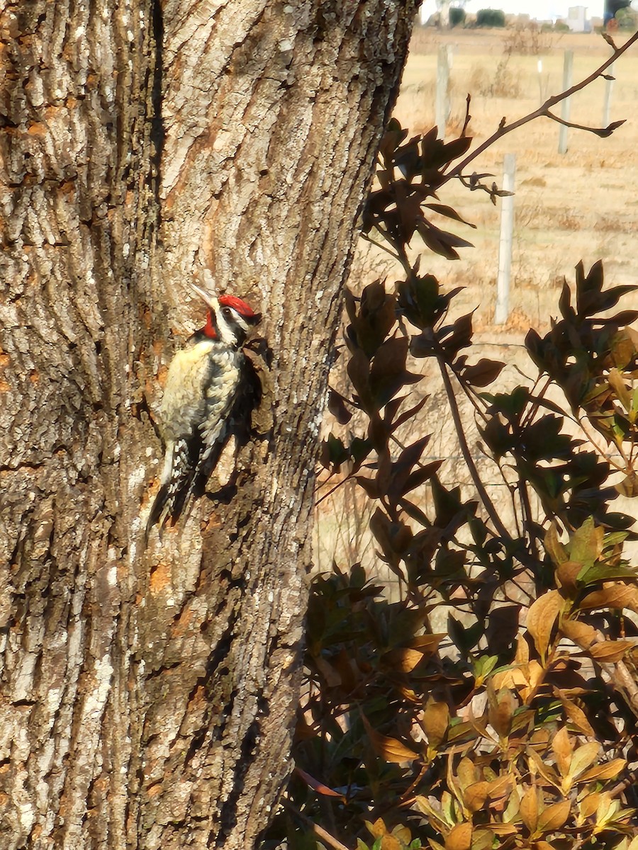 Yellow-bellied Sapsucker - ML629058104