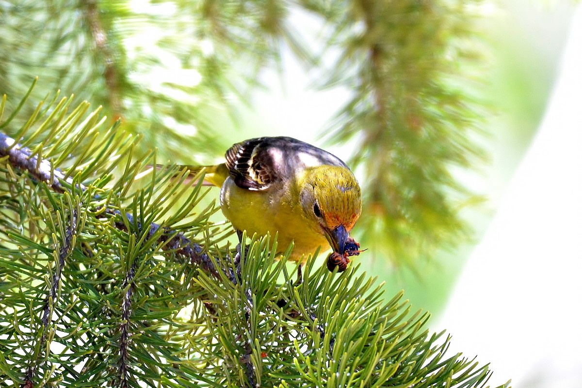 Western Tanager - ML62905811