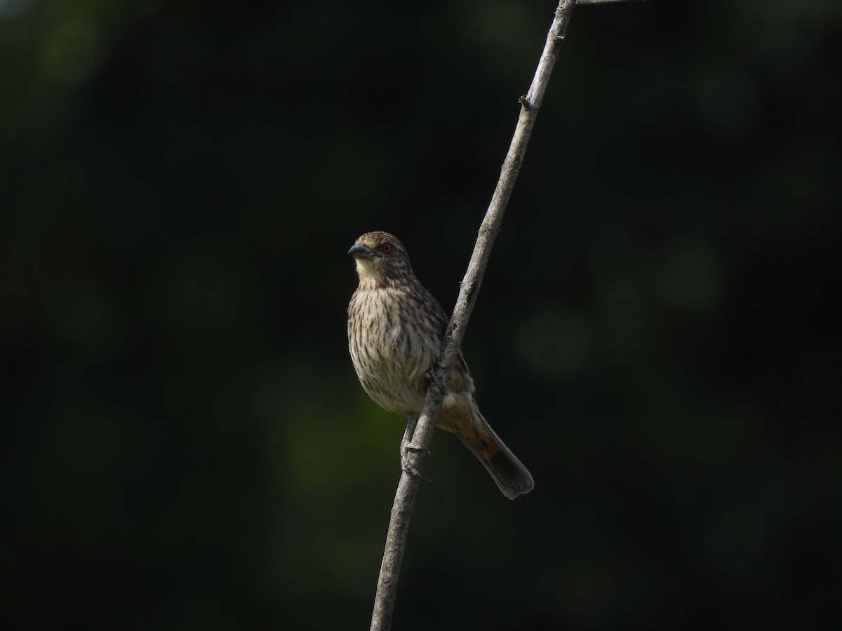 bylinorubec chilský - ML629058136