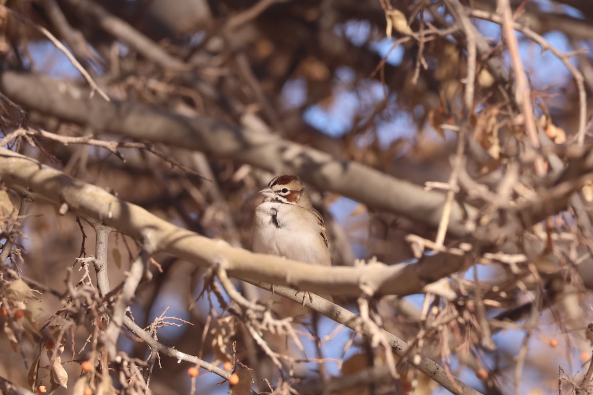 Lark Sparrow - ML629058316