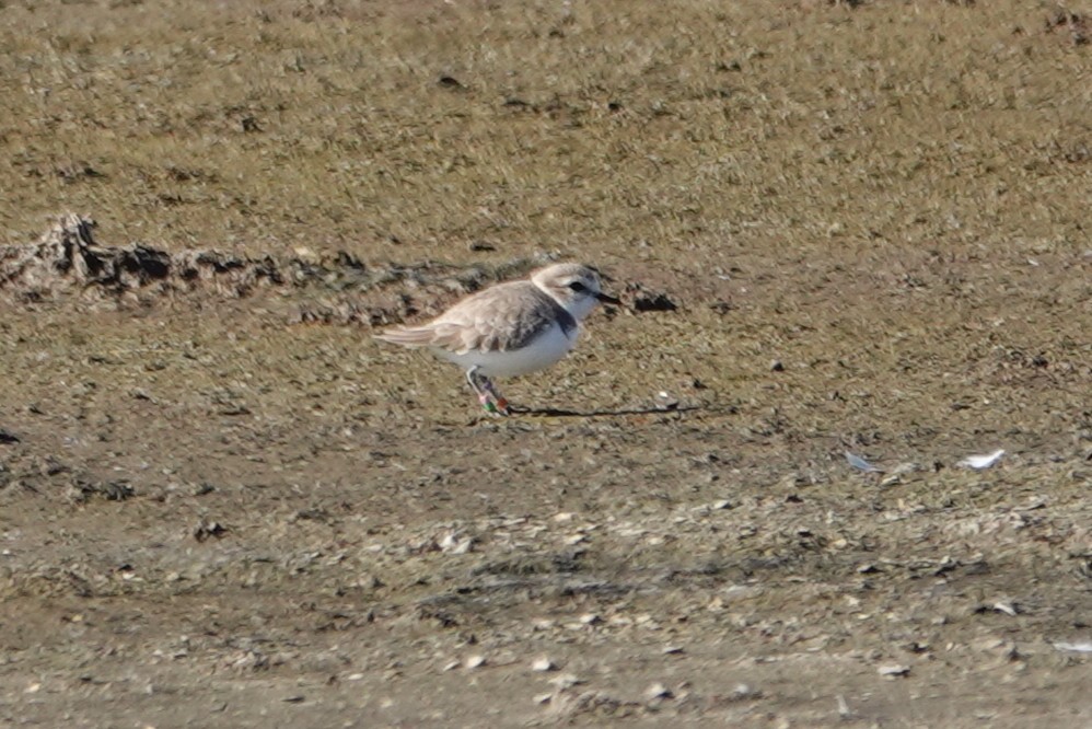 Snowy Plover - ML629058390