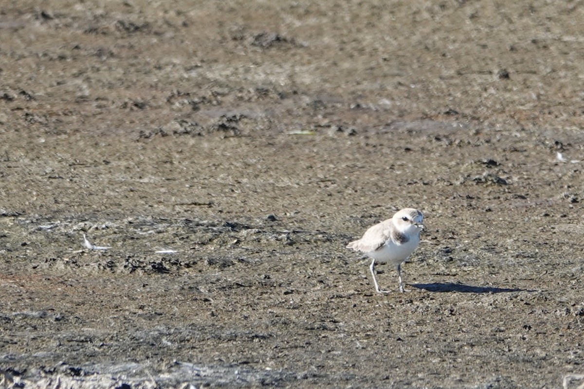 Snowy Plover - ML629058400