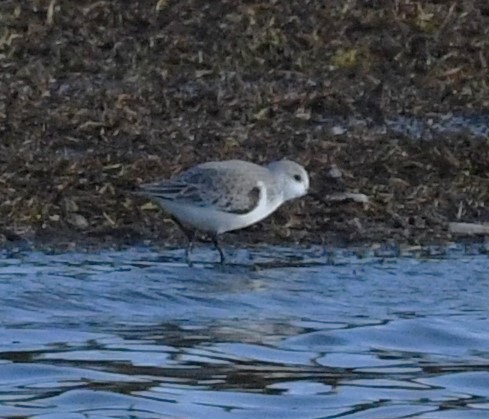 Bécasseau sanderling - ML629058433