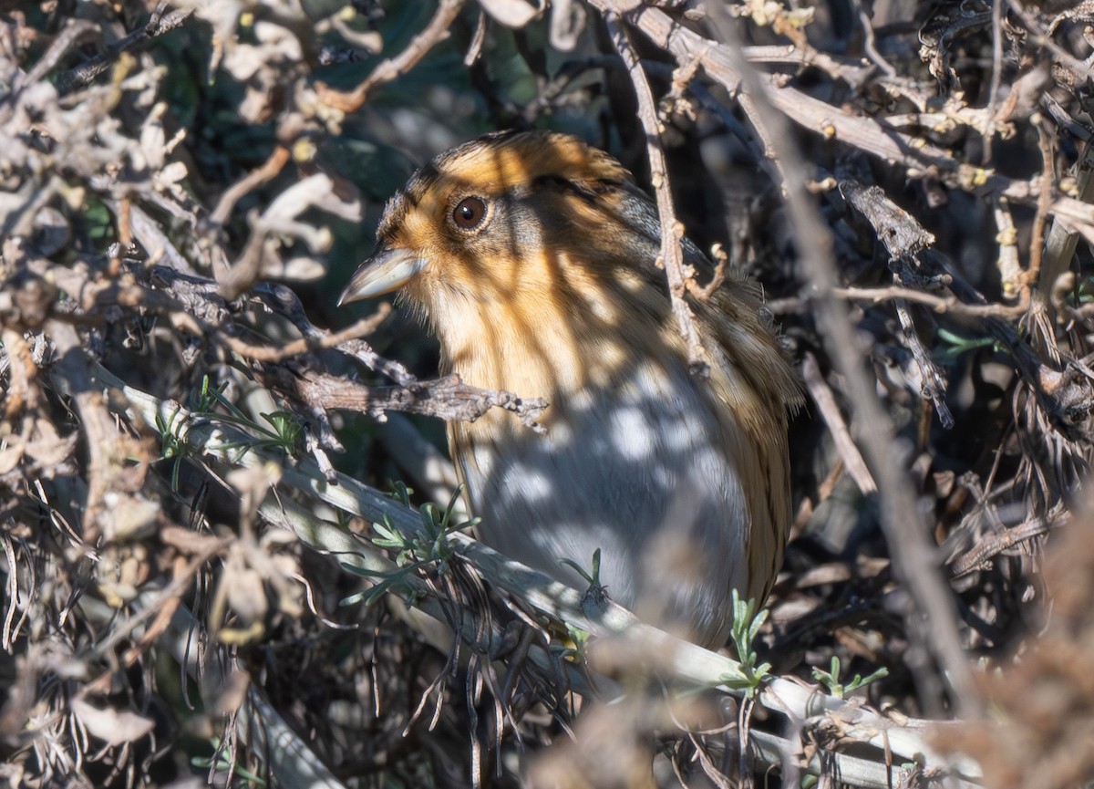 Nelson's Sparrow - ML629058588